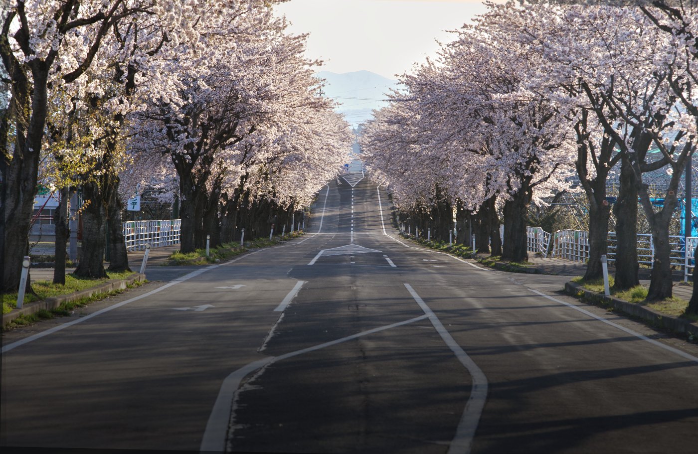 Rua do Japão com árvores de cerejeiras cheias de flores.